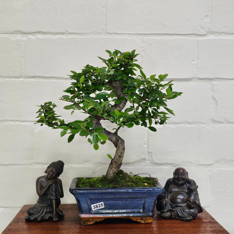 Chinese Elm (Ulmus Parvifolia) Bonsai Tree | Shaped | In 15cm Pot