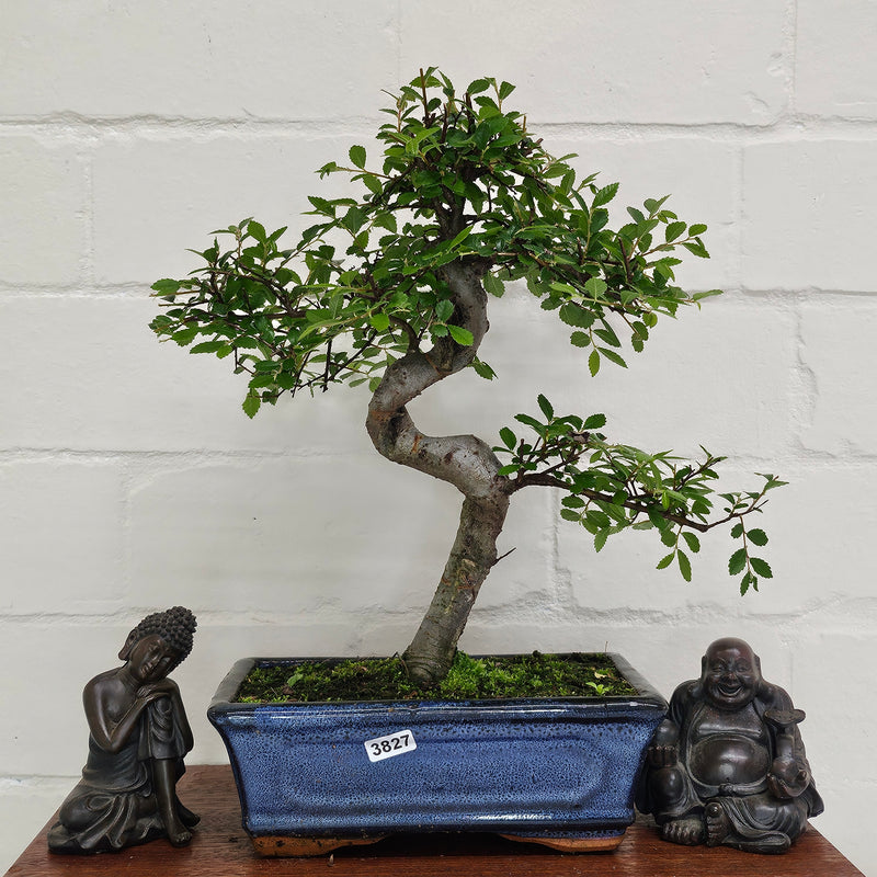 Chinese Elm (Ulmus Parvifolia) Bonsai Tree | Shaped | In 20cm Pot