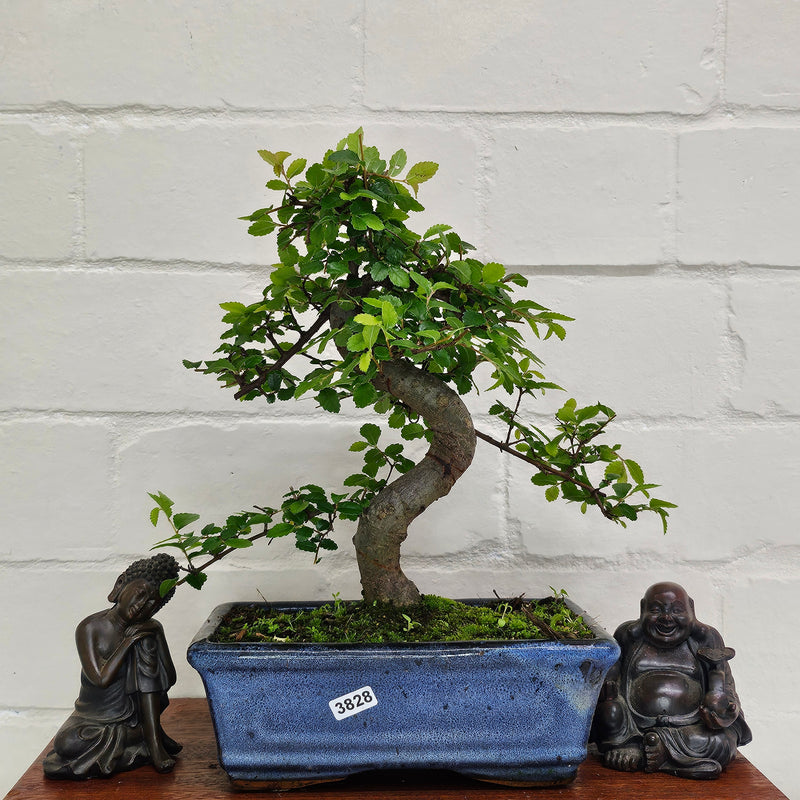 Chinese Elm (Ulmus Parvifolia) Bonsai Tree | Shaped | In 20cm Pot