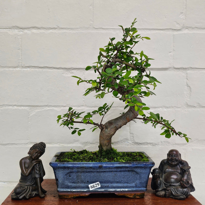 Chinese Elm (Ulmus Parvifolia) Bonsai Tree | Shaped | In 20cm Pot