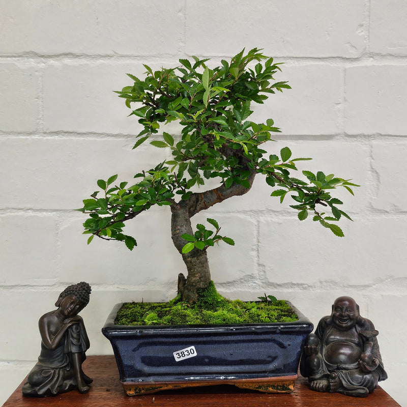 Chinese Elm (Ulmus Parvifolia) Bonsai Tree | Shaped | In 20cm Pot