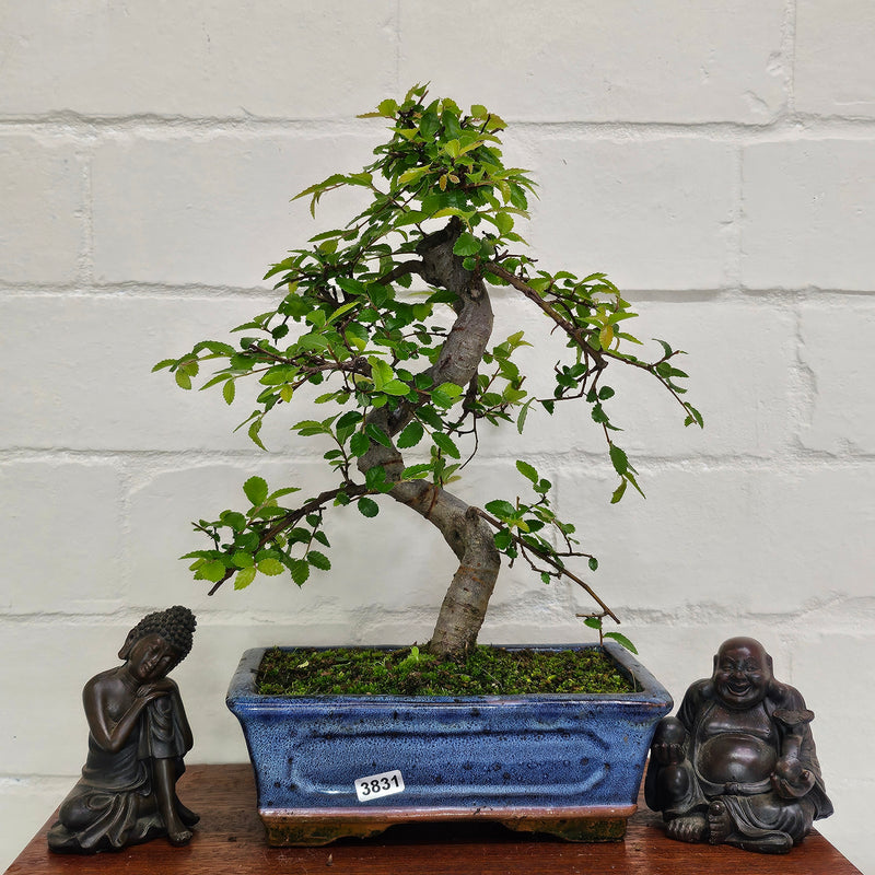 Chinese Elm (Ulmus Parvifolia) Bonsai Tree | Shaped | In 20cm Pot