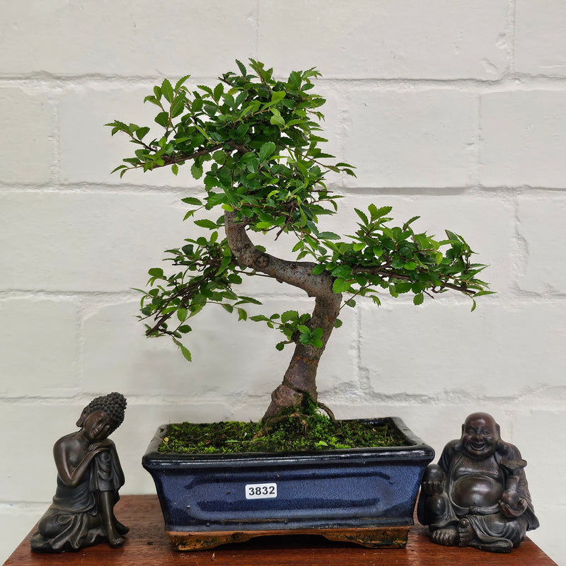 Chinese Elm (Ulmus Parvifolia) Bonsai Tree | Shaped | In 20cm Pot