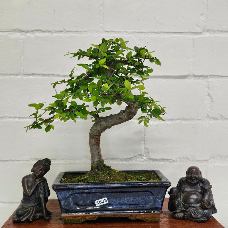 Chinese Elm (Ulmus Parvifolia) Bonsai Tree | Shaped | In 20cm Pot