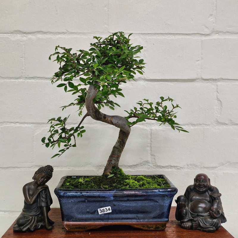 Chinese Elm (Ulmus Parvifolia) Bonsai Tree | Shaped | In 20cm Pot