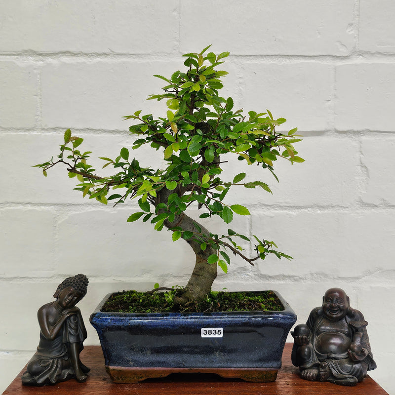 Chinese Elm (Ulmus Parvifolia) Bonsai Tree | Shaped | In 20cm Pot