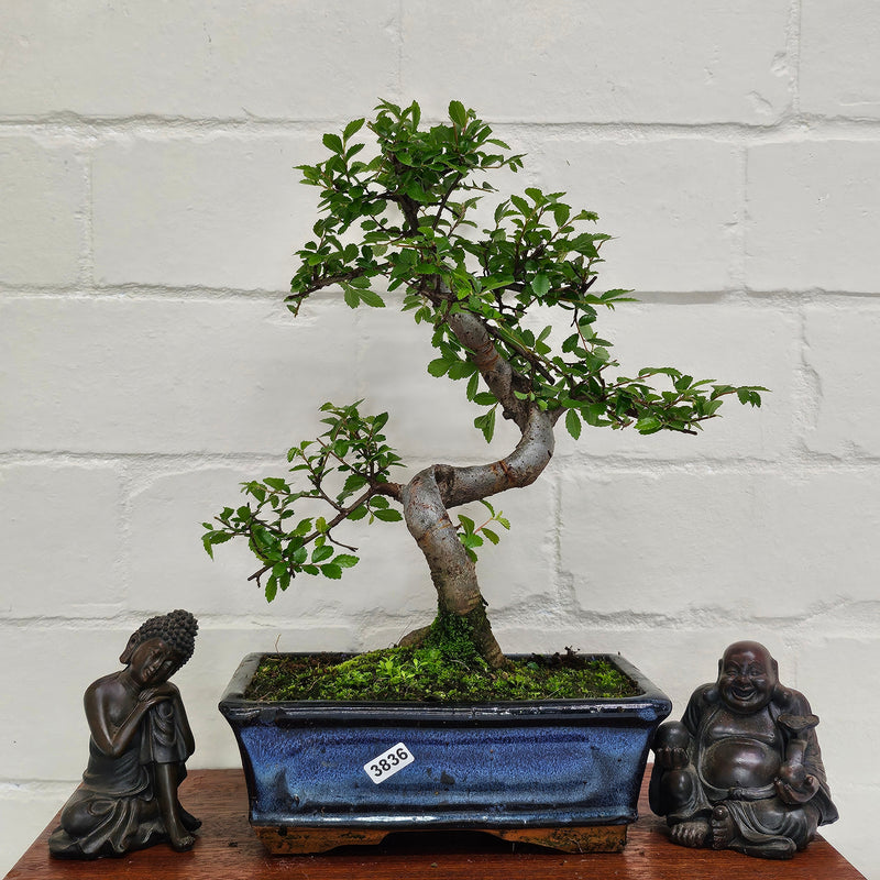 Chinese Elm (Ulmus Parvifolia) Bonsai Tree | Shaped | In 20cm Pot