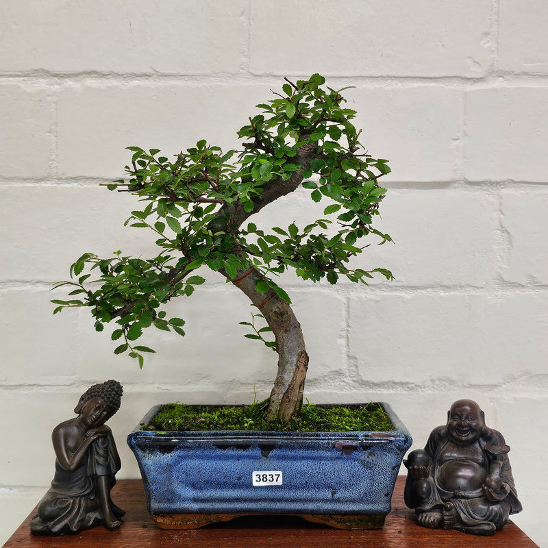 Chinese Elm (Ulmus Parvifolia) Bonsai Tree | Shaped | In 20cm Pot