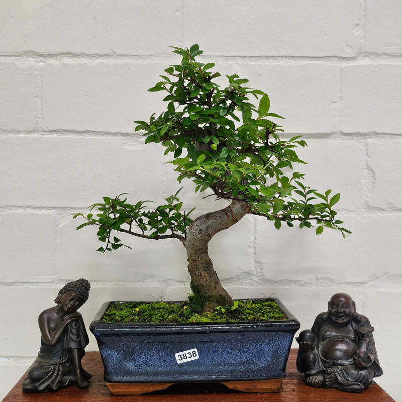 Chinese Elm (Ulmus Parvifolia) Bonsai Tree | Shaped | In 20cm Pot