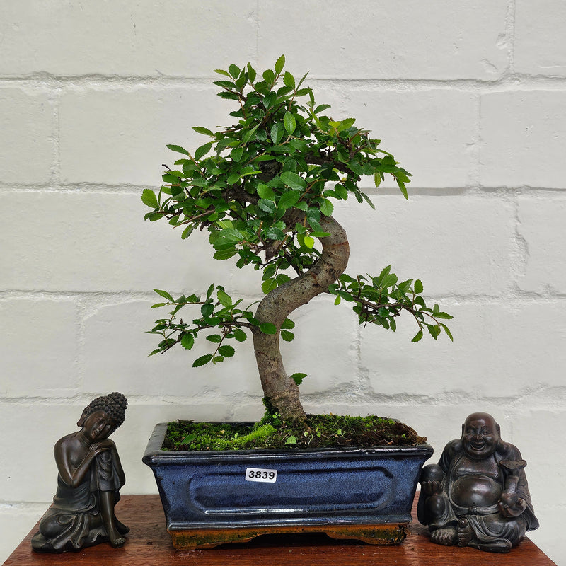 Chinese Elm (Ulmus Parvifolia) Bonsai Tree | Shaped | In 20cm Pot