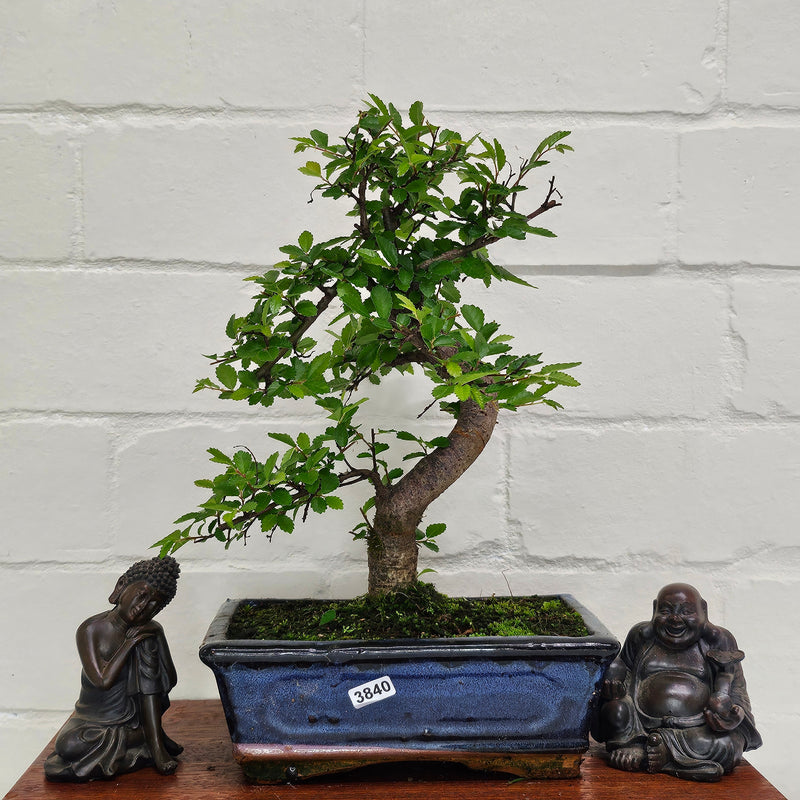 Chinese Elm (Ulmus Parvifolia) Bonsai Tree | Shaped | In 20cm Pot