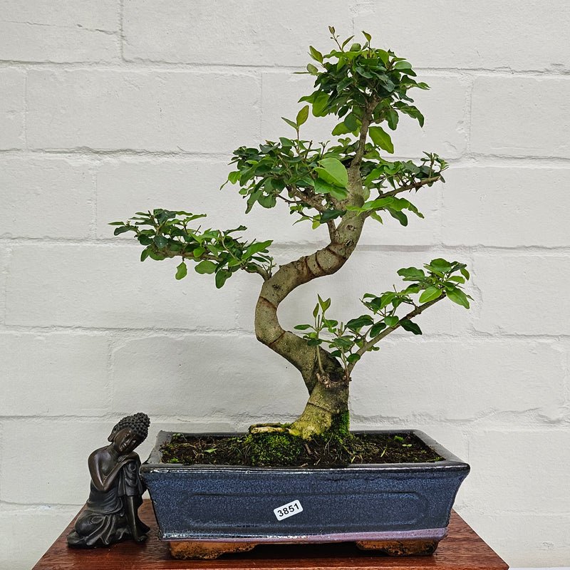 Chinese Privet (Ligustrum Sinense) Bonsai Tree | Shaped | In 25cm Pot