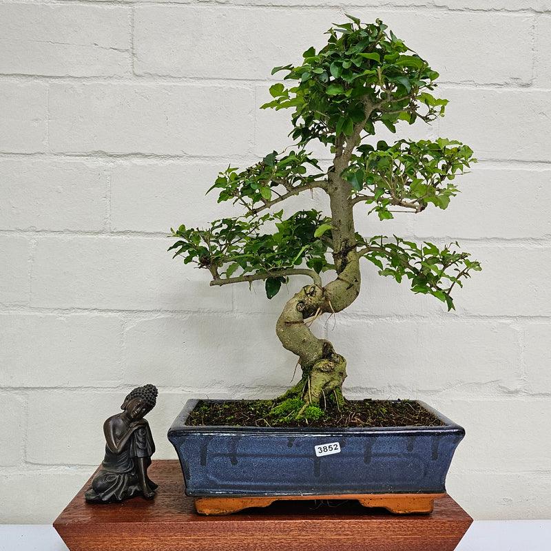 Chinese Privet (Ligustrum Sinense) Bonsai Tree | Shaped | In 25cm Pot