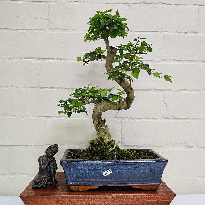 Chinese Privet (Ligustrum Sinense) Bonsai Tree | Shaped | In 25cm Pot