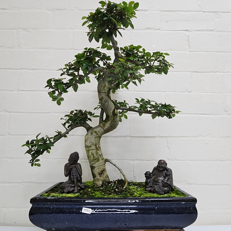 Large Chinese Elm (Ulmus Parvifolia) Bonsai Tree | Shaped | In 40cm Pot