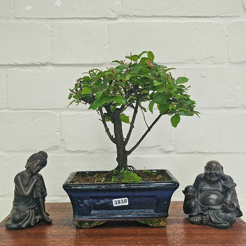 Bird Plum (Sageretia) Bonsai Tree | Broom | In 15cm Pot