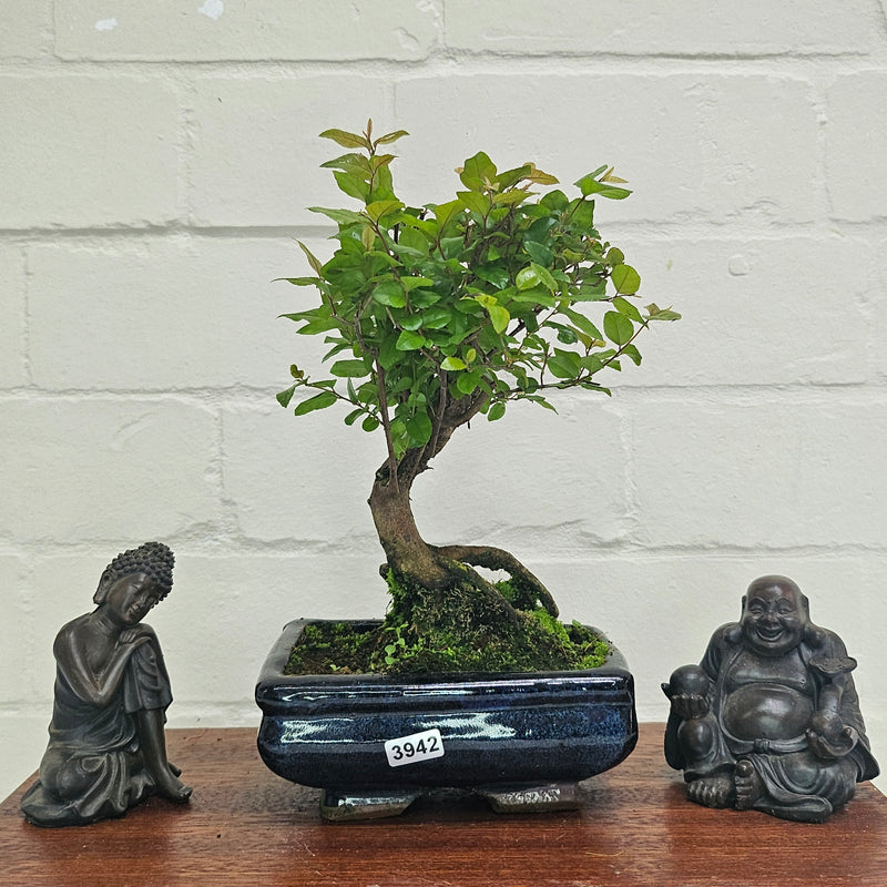 Bird Plum (Sageretia) Bonsai Tree | Broom | In 15cm Pot