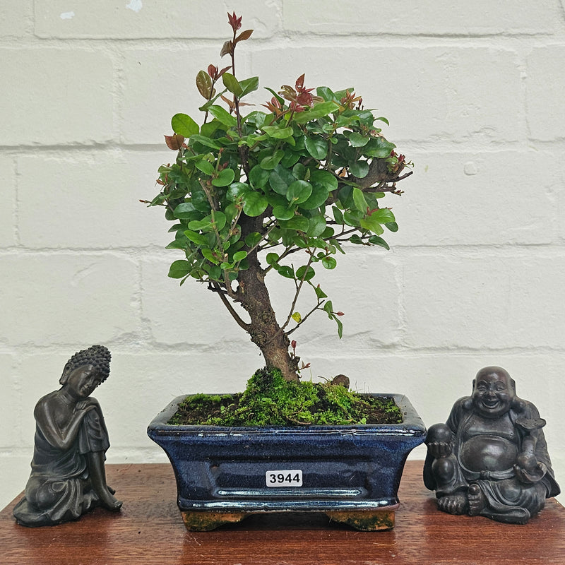 Bird Plum (Sageretia) Bonsai Tree | Broom | In 15cm Pot