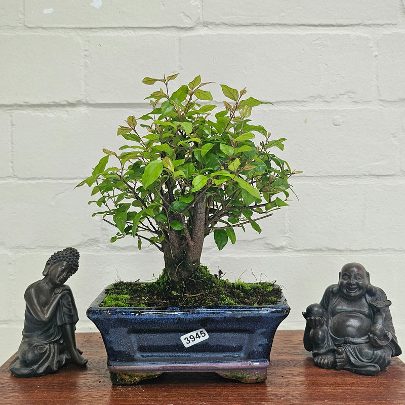 Bird Plum (Sageretia) Bonsai Tree | Broom | In 15cm Pot