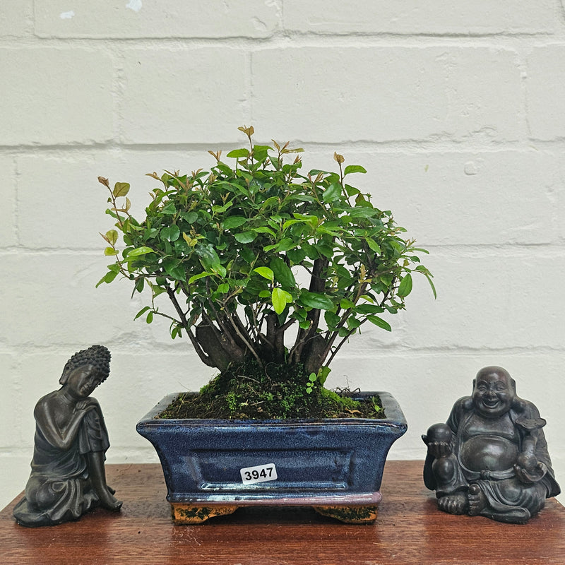 Bird Plum (Sageretia) Bonsai Tree | Broom | In 15cm Pot