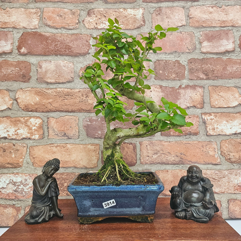 Chinese Privet (Ligustrum Sinense) Bonsai Tree | Shaped | In 15cm Pot