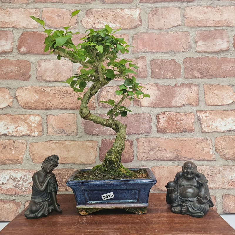 Chinese Privet (Ligustrum Sinense) Bonsai Tree | Shaped | In 15cm Pot