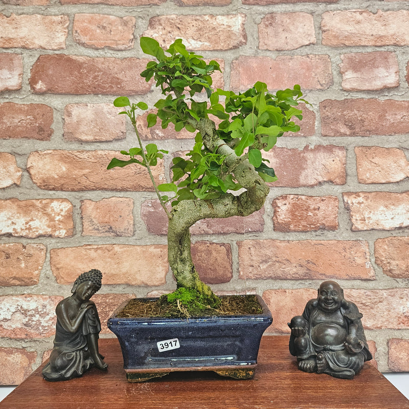 Chinese Privet (Ligustrum Sinense) Bonsai Tree | Shaped | In 15cm Pot