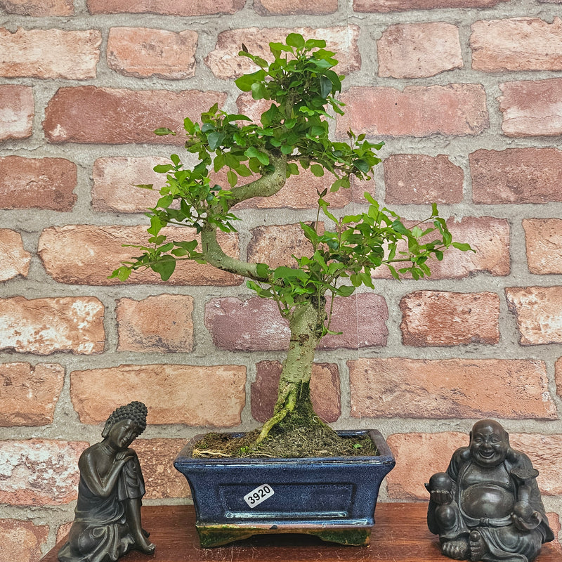 Chinese Privet (Ligustrum Sinense) Bonsai Tree | Shaped | In 15cm Pot