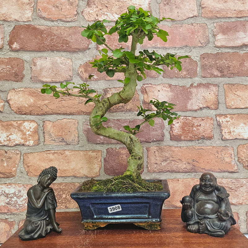 Chinese Privet (Ligustrum Sinense) Bonsai Tree | Shaped | In 15cm Pot