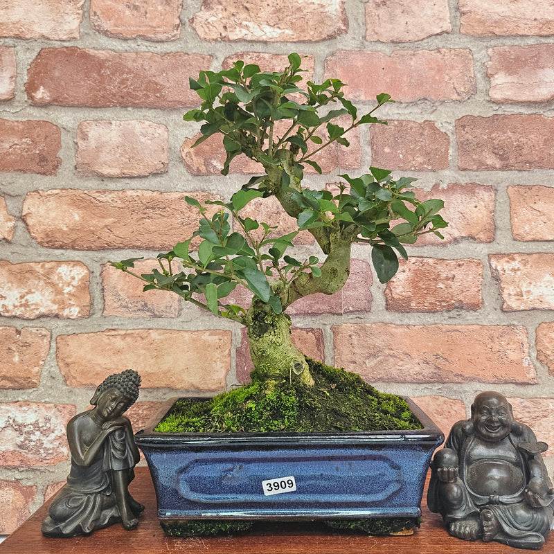 Chinese Privet (Ligustrum Sinense) Bonsai Tree | Shaped | In 20cm Pot