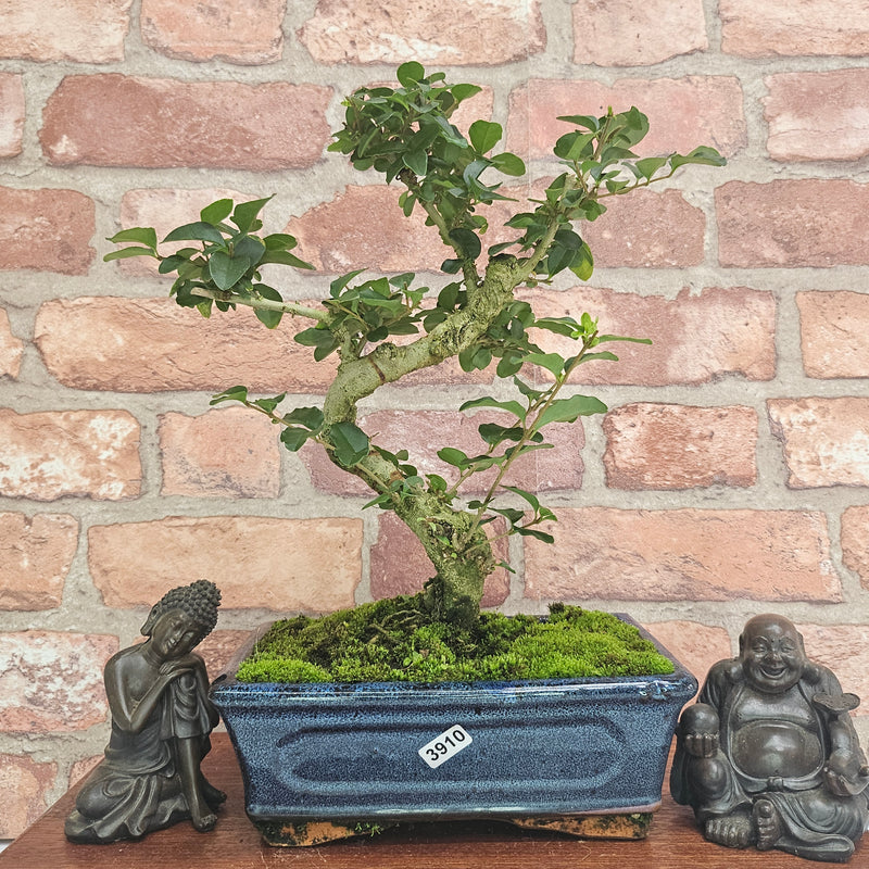 Chinese Privet (Ligustrum Sinense) Bonsai Tree | Shaped | In 20cm Pot