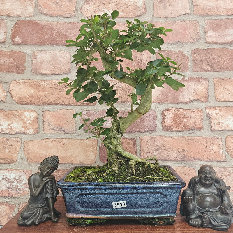 Chinese Privet (Ligustrum Sinense) Bonsai Tree | Shaped | In 20cm Pot