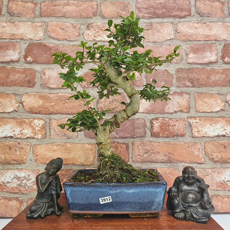 Chinese Privet (Ligustrum Sinense) Bonsai Tree | Shaped | In 20cm Pot