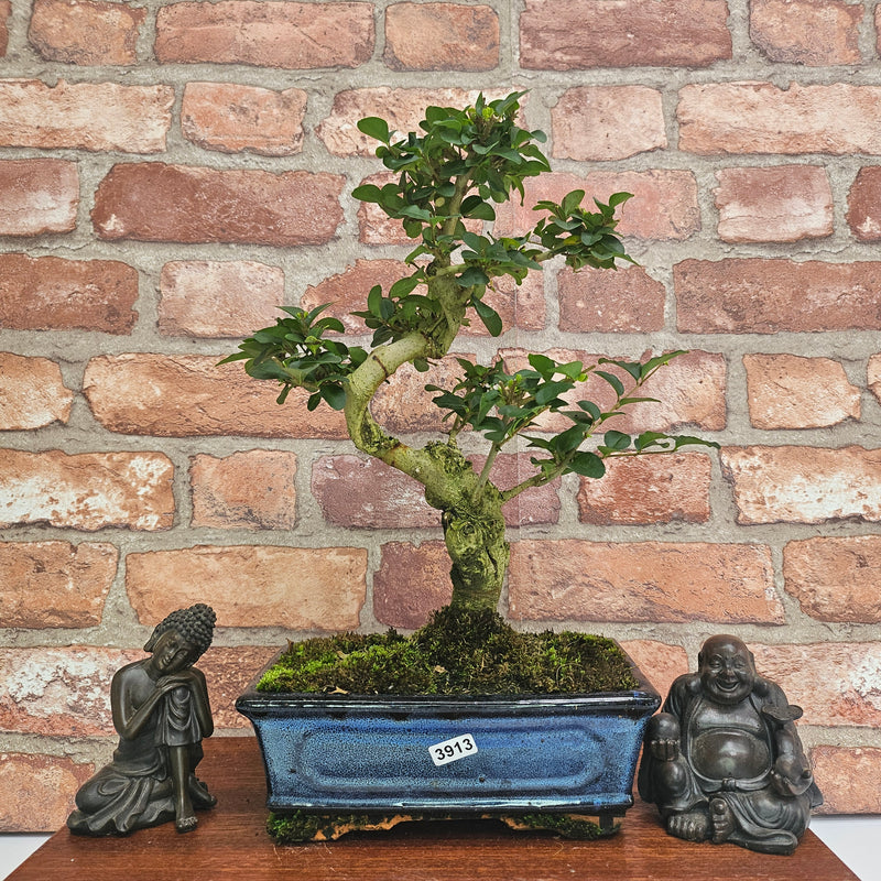 Chinese Privet (Ligustrum Sinense) Bonsai Tree | Shaped | In 20cm Pot