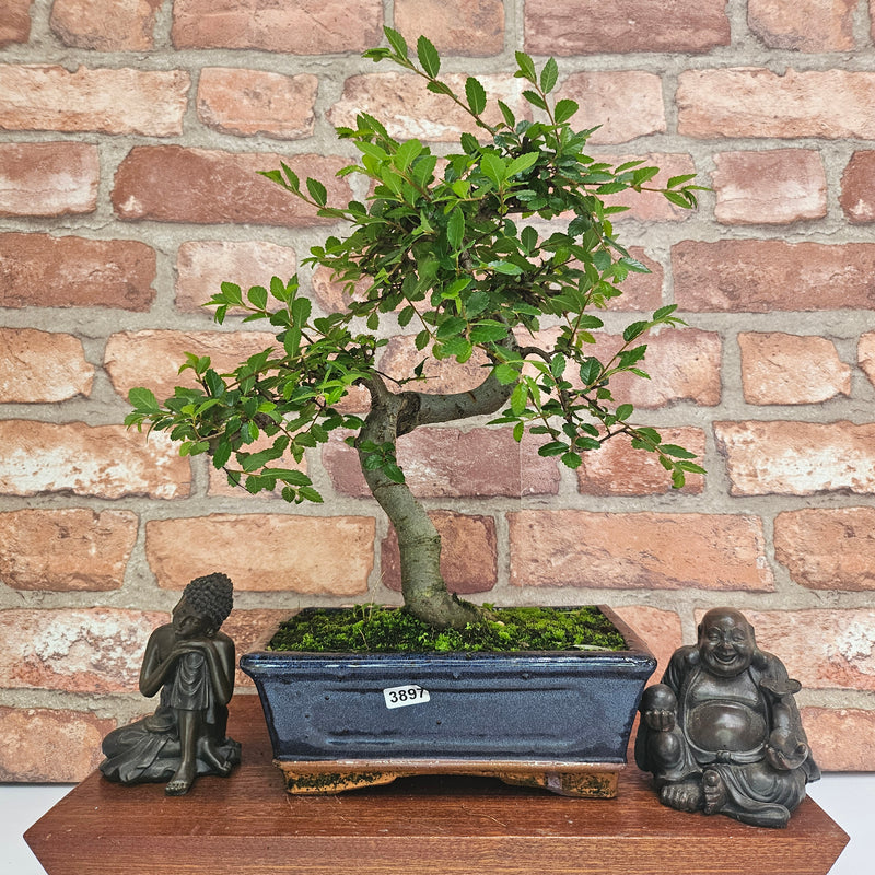 Chinese Elm (Ulmus Parvifolia) Bonsai Tree | Shaped | In 20cm Pot