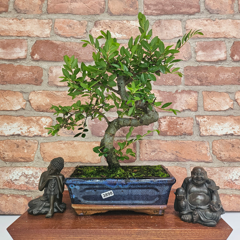 Chinese Elm (Ulmus Parvifolia) Bonsai Tree | Shaped | In 20cm Pot