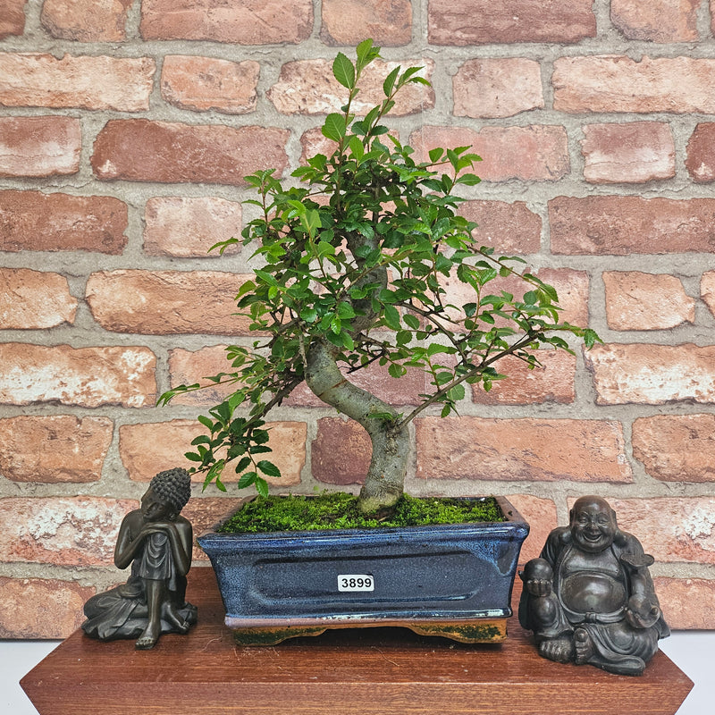 Chinese Elm (Ulmus Parvifolia) Bonsai Tree | Shaped | In 20cm Pot