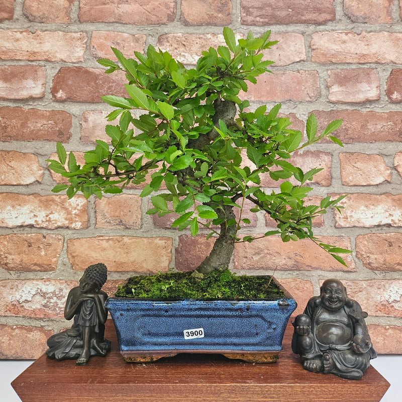 Chinese Elm (Ulmus Parvifolia) Bonsai Tree | Shaped | In 20cm Pot