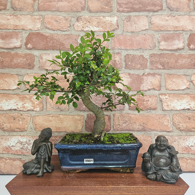 Chinese Elm (Ulmus Parvifolia) Bonsai Tree | Shaped | In 20cm Pot