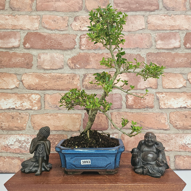 Japanese Holly (Ilex Crenata) Bonsai Tree | Shaped | In 15cm Pot