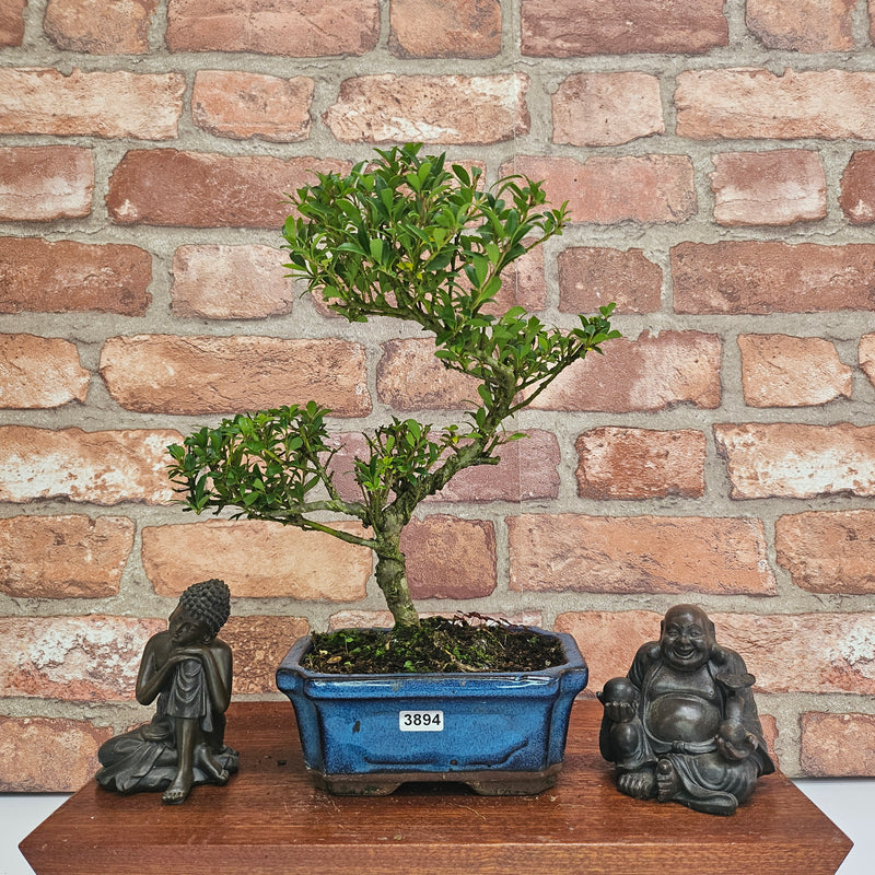 Japanese Holly (Ilex Crenata) Bonsai Tree | Shaped | In 15cm Pot