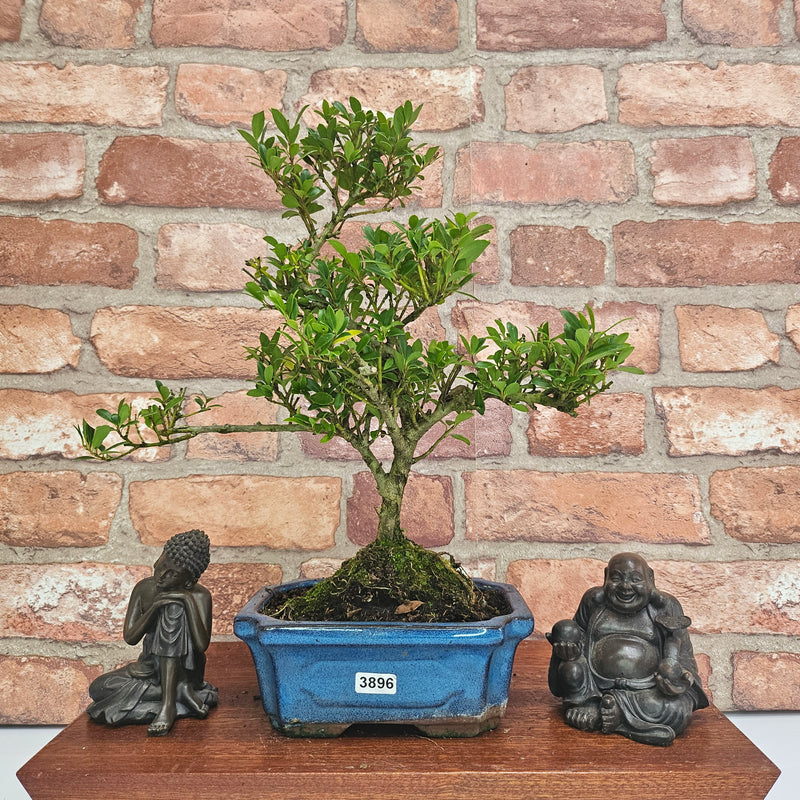 Japanese Holly (Ilex Crenata) Bonsai Tree | Shaped | In 15cm Pot