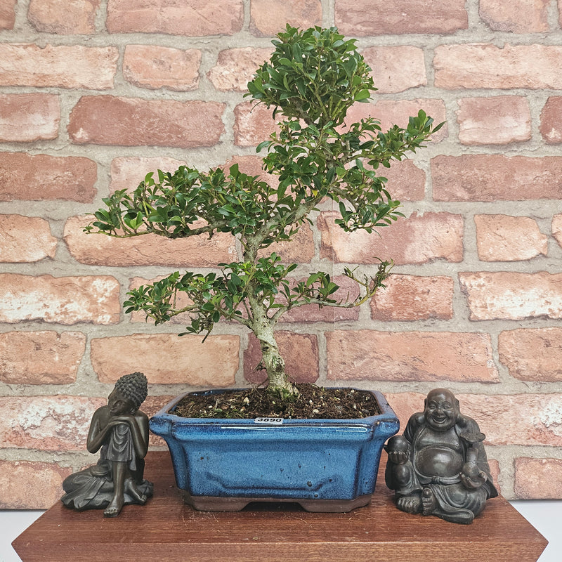 Japanese Holly (Ilex Crenata) Bonsai Tree | Shaped | In 20cm Pot