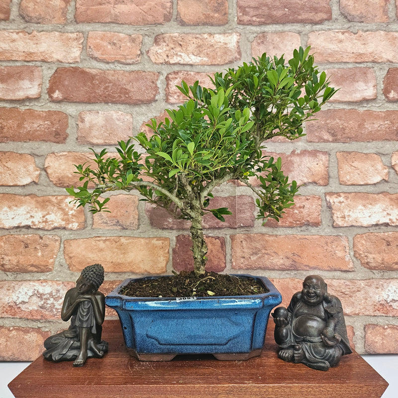 Japanese Holly (Ilex Crenata) Bonsai Tree | Shaped | In 20cm Pot