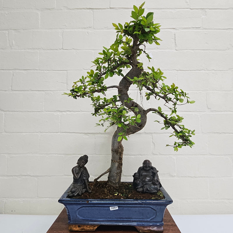 Chinese Elm (Ulmus Parvifolia) Bonsai Tree | Shaped | In 30cm Pot