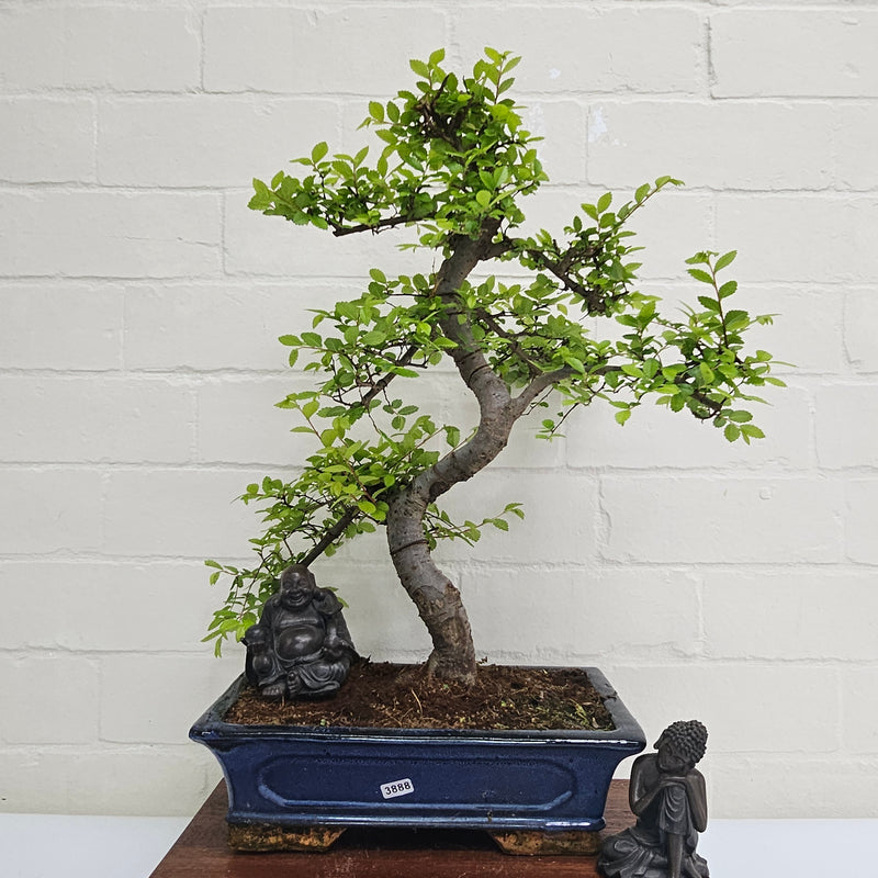 Chinese Elm (Ulmus Parvifolia) Bonsai Tree | Shaped | In 30cm Pot