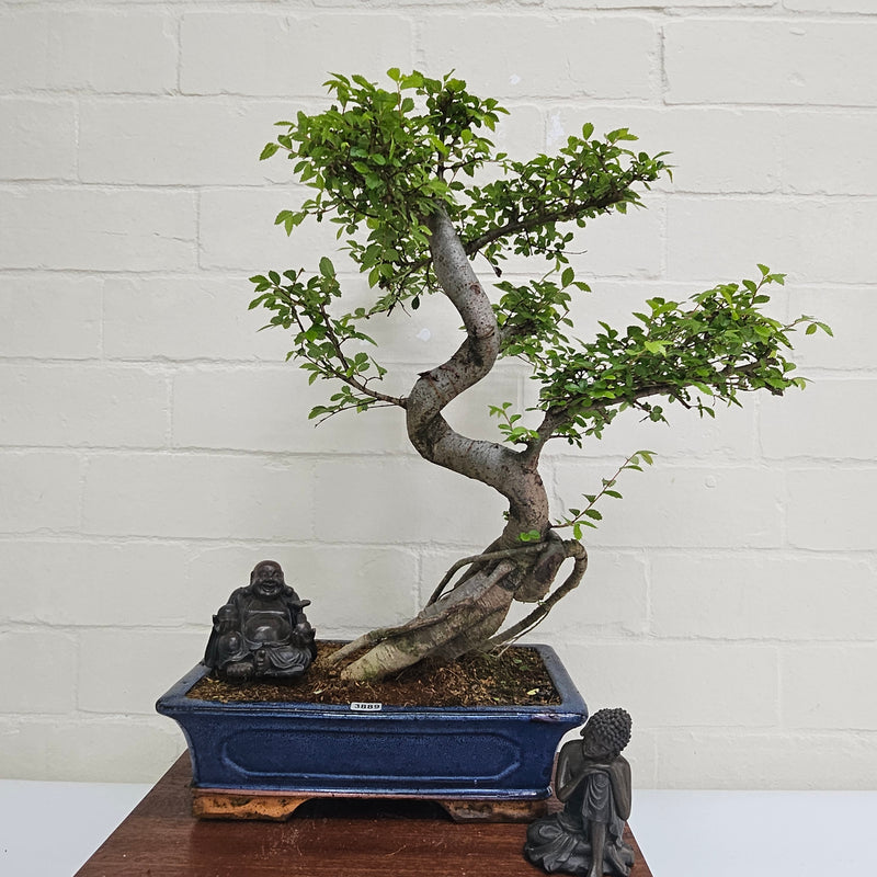 Chinese Elm (Ulmus Parvifolia) Bonsai Tree | Shaped | In 30cm Pot