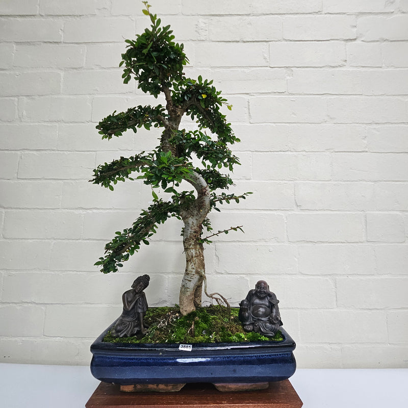 Large Chinese Elm (Ulmus Parvifolia) Bonsai Tree | Shaped | In 35cm Pot