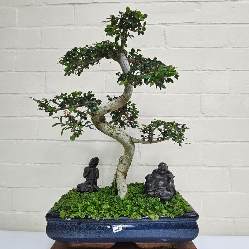 Large Chinese Elm (Ulmus Parvifolia) Bonsai Tree | Shaped | In 35cm Pot