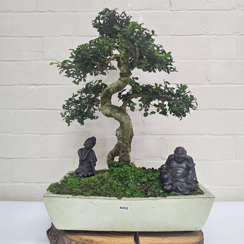 Large Chinese Elm (Ulmus Parvifolia) Bonsai Tree | Shaped | In 35cm Pot